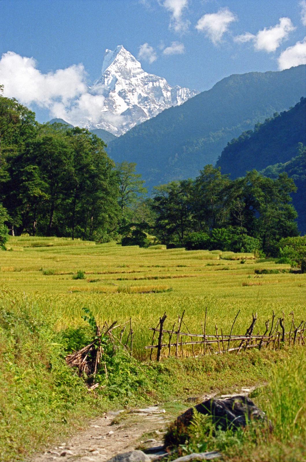 605 Machapuchare From Lower Modi Khola Valley Machapuchare dominates the view above the terraced fields on the trek between New Bridge and Syauli Bazaar (1140m).